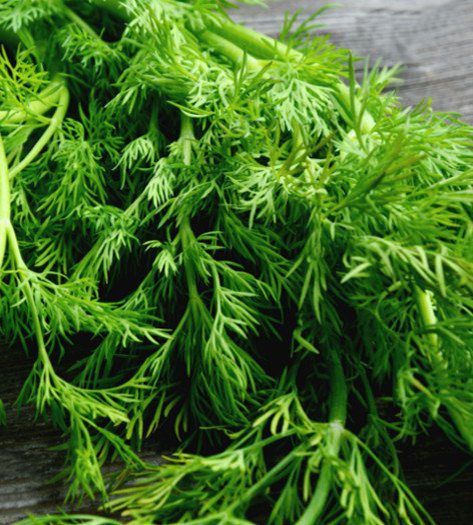DILL LEAVES