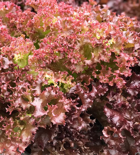 LETTUCE RED CORAL