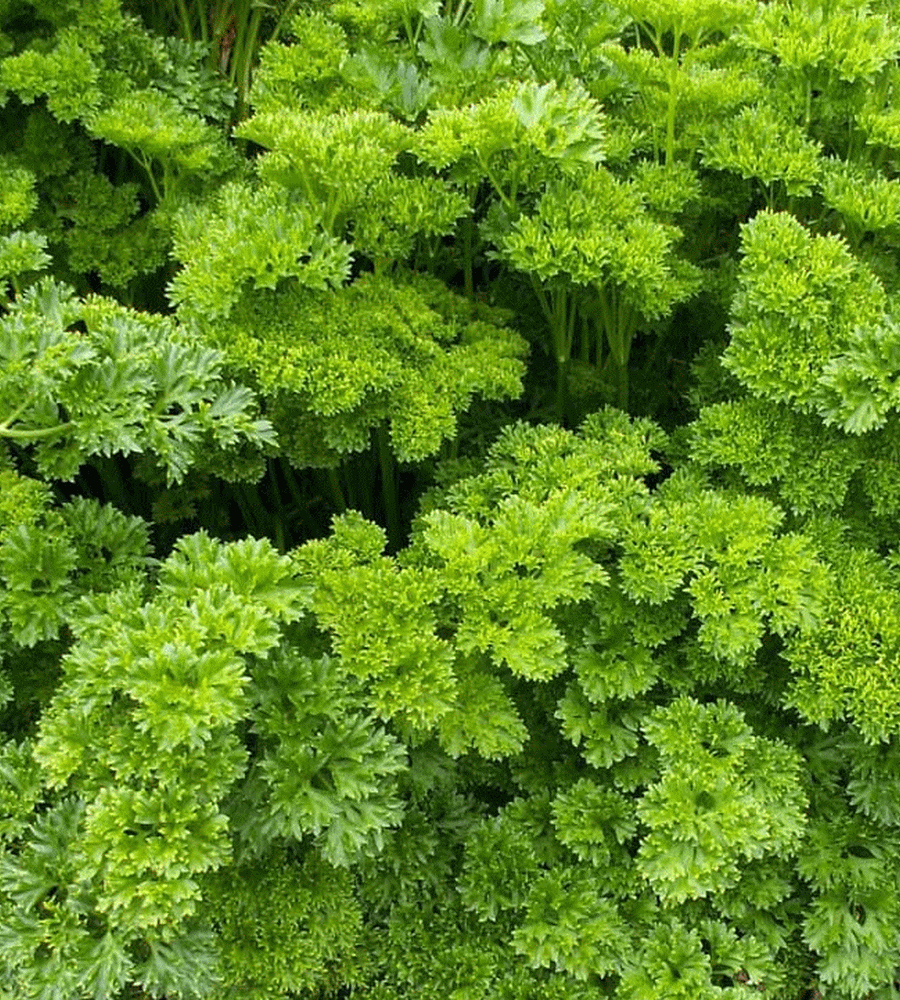 PARSLEY CURLY